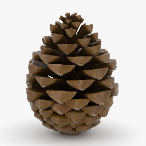 exacerbated pinecone